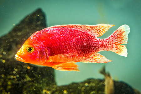 Colorful Pink Red Peacock Cichlid Tropical Fish Aulonocara nyassae. Freshwater fish originally from...