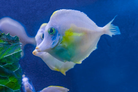 Colorful Ghost White Yellow Tang Tropical Fish Zebrasoma flavescens Waikiki Oahu Hawaii.