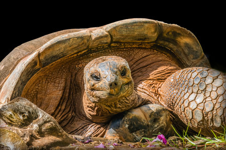 Brown Tan Aldabra Giant Tortoise Aldabrachelys gigantea Waikiki Hawaii. Native to Madagascar. ...