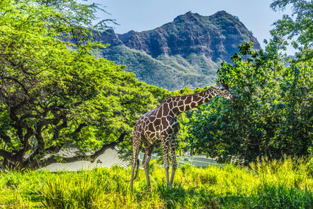 Colorful Brown White Reticulated Giraffe Giraffa reticulata Diamond Head Waikiki Oahu Hawaii. Native to Africa. Tallest Mammal in World.の写真素材