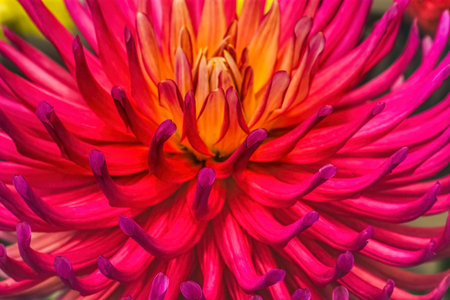 Colorful Pink Yellow AC Poke Cactus Dahlia Flower Blossom Bellevue Botanical Garden Washington