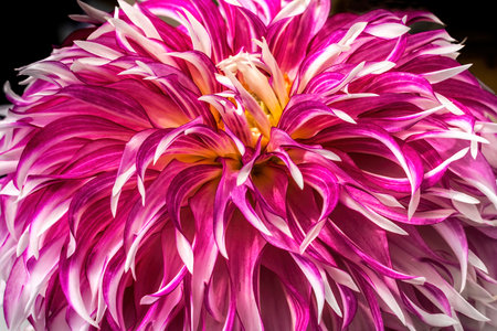 Colorful Purple White Cactus Dahlia Flower Blossom Botanical Garden Washingtonの写真素材