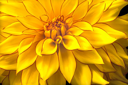Colorful Yellow Dahlia Flower Blossom Bellevue Botanical Garden Washingtonの写真素材