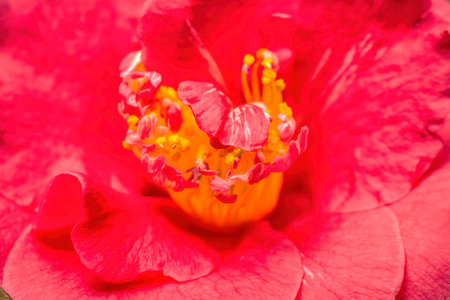 Pink Camellia Camellia Japonica âDoctor Kingâ Flowers Closeup Blooming Macro. Common to China and Japanの写真素材