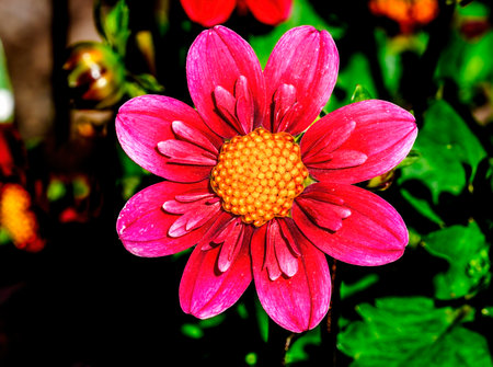 Red Yellow Collarette Dahlia Flower Blossom Bellevue Botanical Garden Washington