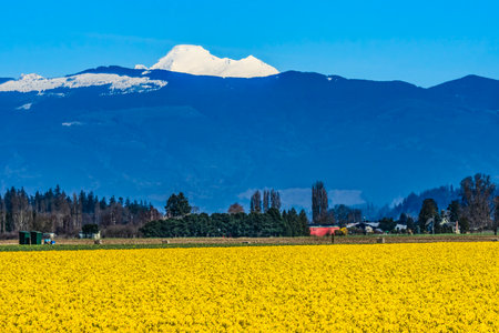 Yellow Daffodils Flowers Farm Snow Mountain Skagit Valley Washington State Pacific Northwest