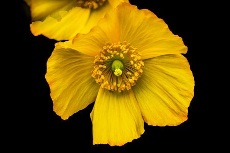 Yellow California Poppy Flower Papaver californicum Bellevue Botanical Garden Washingtonの写真素材