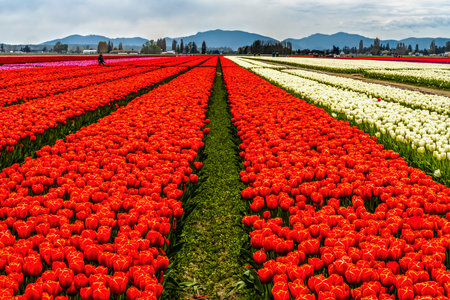 Colorful Red White Tulips Flowers Farm Skagit Valley Washington State Pacific Northwestの写真素材