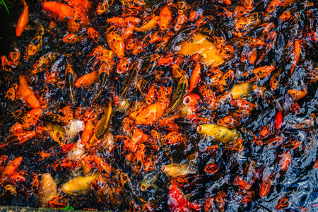 Colorful Koi Carp Pond Byodo-In Buddhist Temple Memorial Park Kaneohe North Shore Oahu Hawaii. Pond Holds Nishikigoi Japanese Ornamental Carp. Replica of temple in Kyoto, Japan, non-denominational Buddhist temple located on the island of Oahu. Dedicated in 1968.の写真素材
