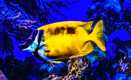 Colorful Yellow White Tropical One Spot Blotched Foxface Fish Siganus unimaculatus Waikiki Oahu Hawaii. Found in coral and reefs in tropical waters.の写真素材