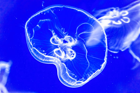 Colorful Blue Translucent Moon Jellyfish Aurelia Aurita Tropical Fish Waikiki Oahu Hawaii. Found  in oceans throughout the World.の写真素材