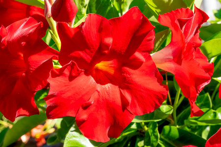 Colorful Vibrant Red Mandevilla Flower Tropical Flowering Vine. Apocynaceae Mandevilla. Native to Southwestern United States, Mexico and Central America.の写真素材