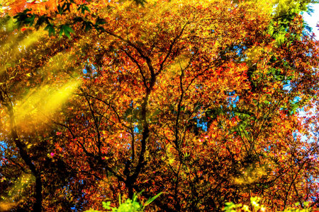 Red Orange Japanese Maple Trees Reflection Abstract Van Dusen Garden Vancouver Canadaの写真素材