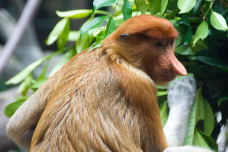 Proboscis Monkey resting on a tree while looking for something to eat