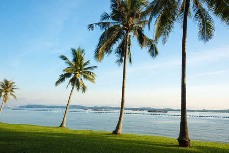 Coconut trees near the beach with green grass