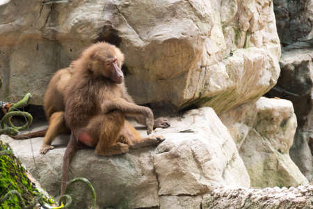 Family of Hamadryas Baboon in a cave in a park in Singapore. Baboons busy eating and playing with each otherの写真素材