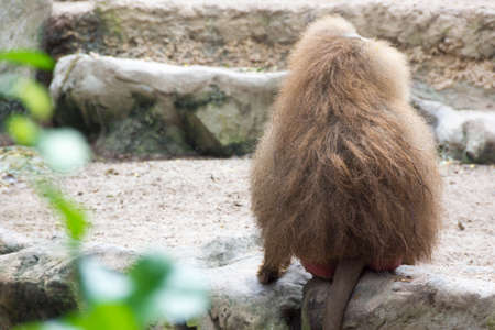 Family of Hamadryas Baboon in a cave in a park in Singapore. Baboons busy eating and playing with each otherのeditorial素材