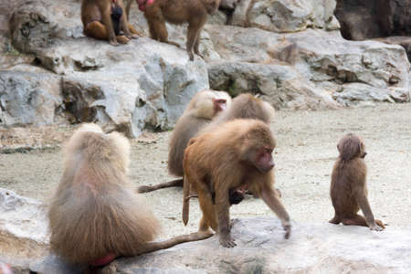 Family of Hamadryas Baboon in a cave in a park in Singapore. Baboons busy eating and playing with each otherの写真素材
