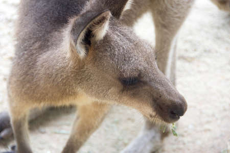 Close up Kangaroo while eating and resting in the park in Singapore during dayの写真素材