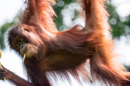 A closeup photo of a bornean orangutan Pongo pygmaeus while hanging on a vine and eating bamboo. A photo of a mother and child bornean orangutan Pongo pygmaeusの写真素材