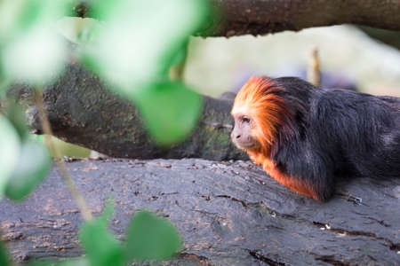 A closeup shot of a Golden-headed lion tamarin Leontopithecus chrysomelas Chordata while looking curiously. A colorful wildlife photoの写真素材