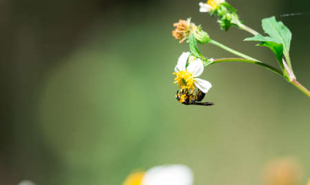 Macro shot of a bee while eating on flower with pollen on body. Green blurry background day shotの写真素材