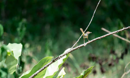 Zoom shot of a brown bird while resting on a tree stem looking for food day shot