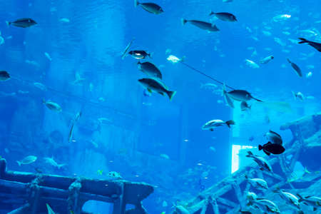 Blurry photo of a large blue sea aquarium with different sale water fishes and coral reefsの写真素材