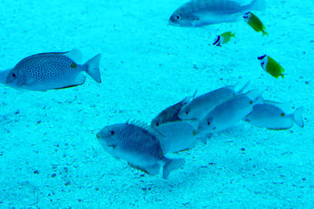 Fishes in a huge sea aquarium