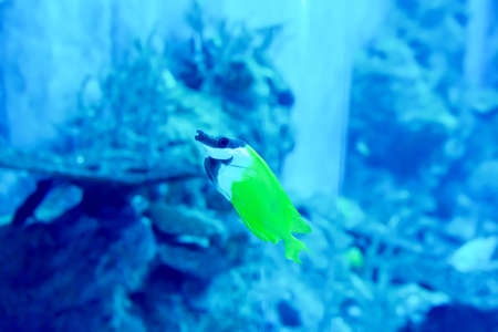 Blurry photo of a large blue sea aquarium with different sale water fishes and coral reefs