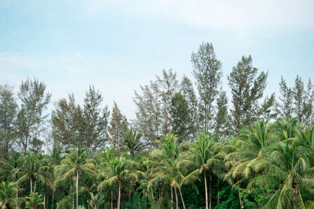 Palm coconut trees and blue sky. Forest background image with trees and nature view