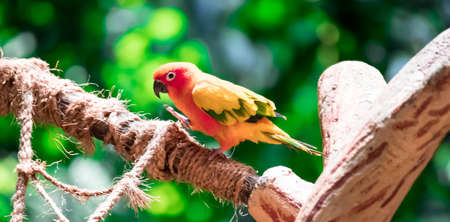 A Beautiful parrot, Sun Conure on tree branchの写真素材