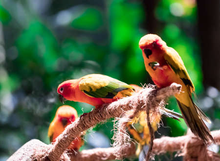 Beautiful parrots, Sun Conure on tree branchの写真素材
