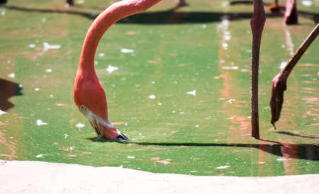 Pink Caribbean flamingo ( Phoenicopterus ruber ruber ) goes on water. Pink flamingo goes on a swamp.の写真素材