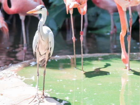 An American Flamingos or Caribbean flamingos ( Phoenicopterus ruber ruber). Colony of Flamingosの写真素材