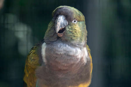 A Burrowing parrot (Cyanoliseus patagonus) or Burrowing parakeet also known as the Patagonian...