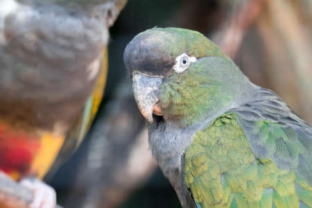 A Burrowing parrot (Cyanoliseus patagonus) or Burrowing parakeet also known as the Patagonian...