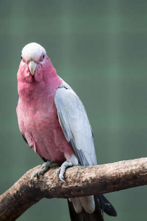 Galah, Eolophus roseicapilla, also known as the Rose-breasted Cockatoo. Sitting on a branchの写真素材
