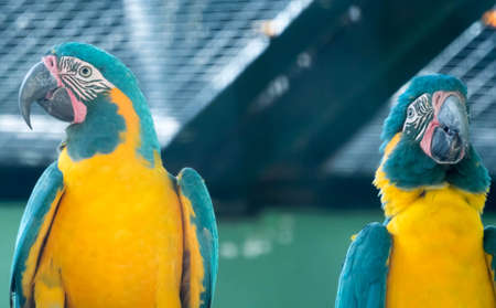 A Flock of Blue-and-yellow macaw (Ara ararauna) South American parrot native to Venezuela, Peru,...