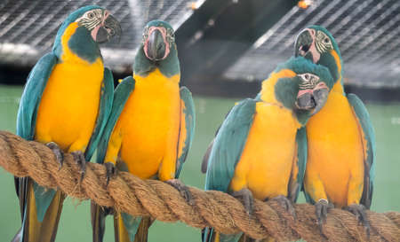 A beautiful blue-and-yellow macaw (Ara ararauna), also known as the blue-and-gold macawの写真素材