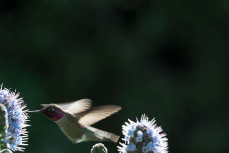 Pride of madeira flower close up shot with blurry background with blurry unfocused hummingbird while flying and trying to eat it's nectar. Macro image of small bird fast shutterの写真素材