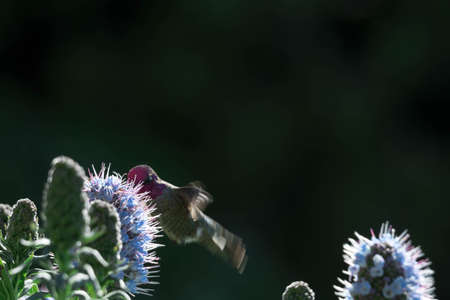 Pride of madeira flower close up shot with blurry background with blurry unfocused hummingbird while...