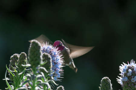 Pride of madeira flower close up shot with blurry background with blurry unfocused hummingbird while...