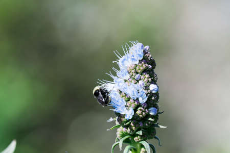 Pride of madeira flower close up shot with blurry Bumble bee flying and eating it's nectar