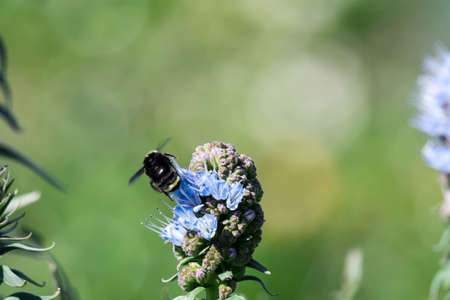 Pride of madeira flower close up shot with blurry Bumble bee flying and eating it's nectarの写真素材