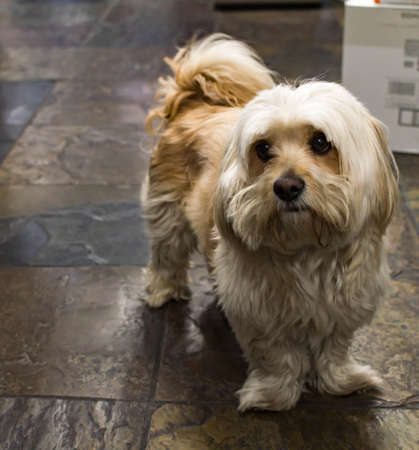 Cute Havanese dog while staring at something. Havanese is the national dog of Cubaの写真素材