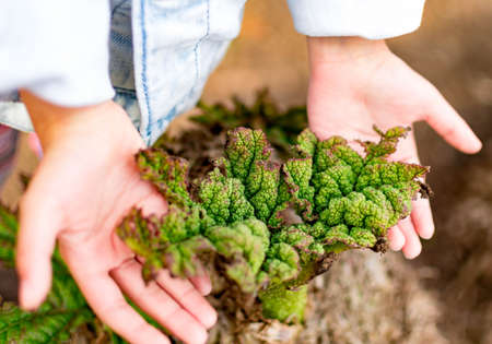 Childs hand while holding a dying plant. Promote green environment concept. Protect environment and trees for our kids conceptの写真素材