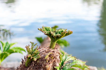 Closeup shot of a small plant with blurry background. Sustainability and inspiration conceptの写真素材