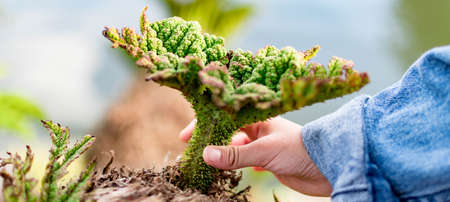 Childs hand while holding a dying plant. Promote green environment concept. Protect environment and trees for our kids conceptの写真素材