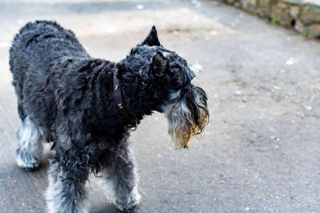 A cute Miniature Schnauzer with wet and dirty beard after playing in a pond with grassの写真素材